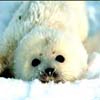Детеныши тюленя нуждаются в вашей защите